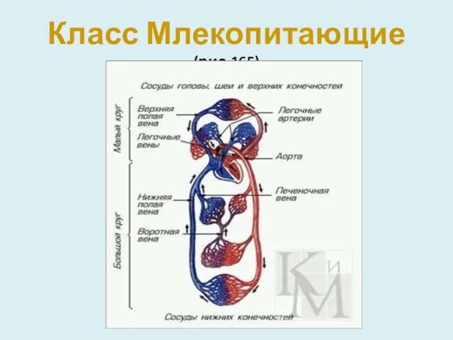 Класс Млекопитающие (рис.165)