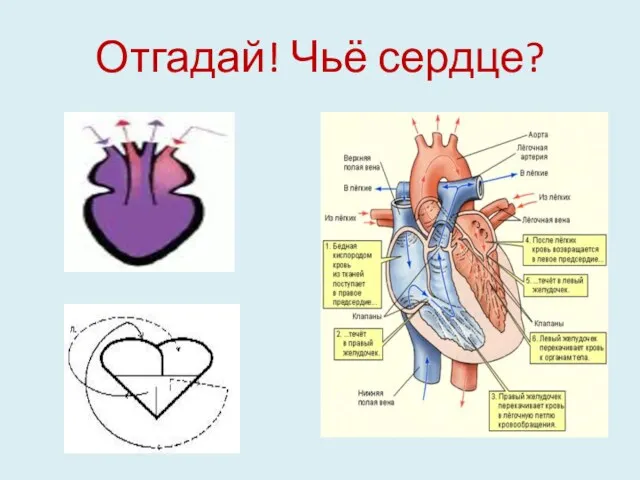 Отгадай! Чьё сердце?