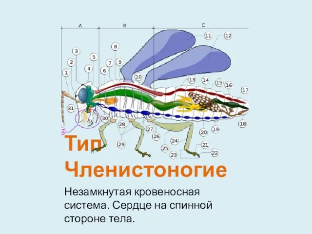 Тип Членистоногие Незамкнутая кровеносная система. Сердце на спинной стороне тела.