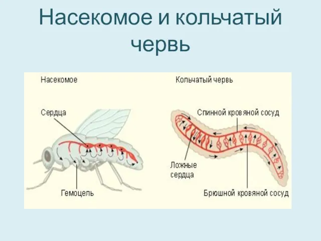 Насекомое и кольчатый червь