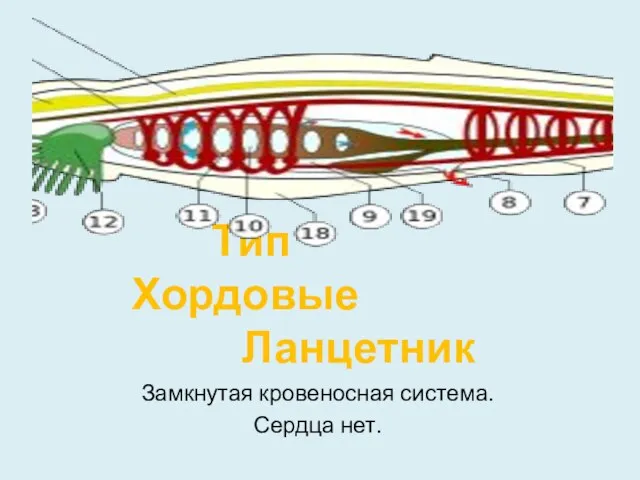 Тип Хордовые Ланцетник Замкнутая кровеносная система. Сердца нет.