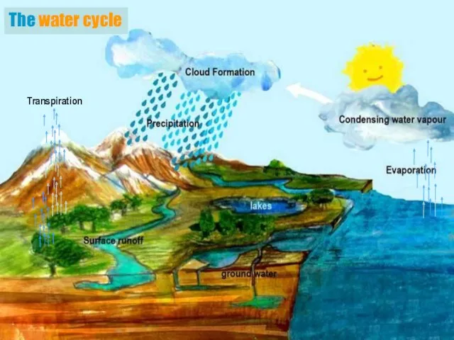 The water cycle Transpiration