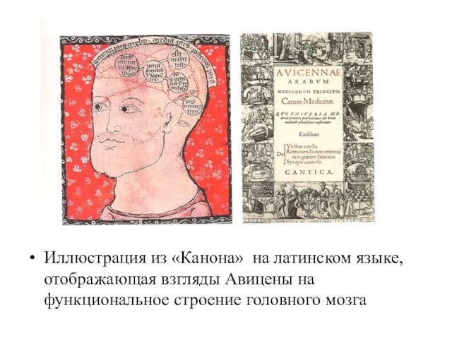 Иллюстрация из «Канона» на латинском языке, отображающая взгляды Авицены на функциональное строение головного мозга