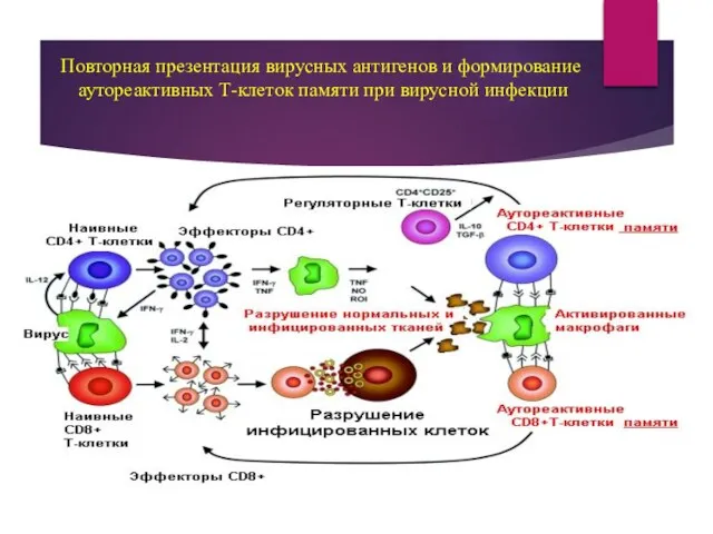 Повторная презентация вирусных антигенов и формирование аутореактивных Т-клеток памяти при вирусной инфекции