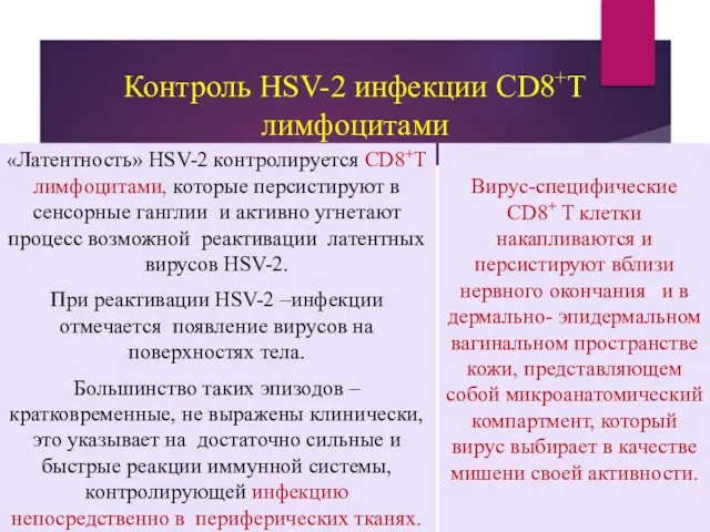 Контроль HSV-2 инфекции CD8+T лимфоцитами «Латентность» HSV-2 контролируется CD8+T лимфоцитами, которые персистируют в