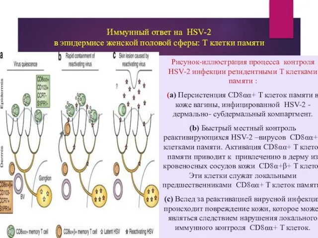 Иммунный ответ на HSV-2 в эпидермисе женской половой сферы: Т клетки памяти Рисунок-иллюстрация