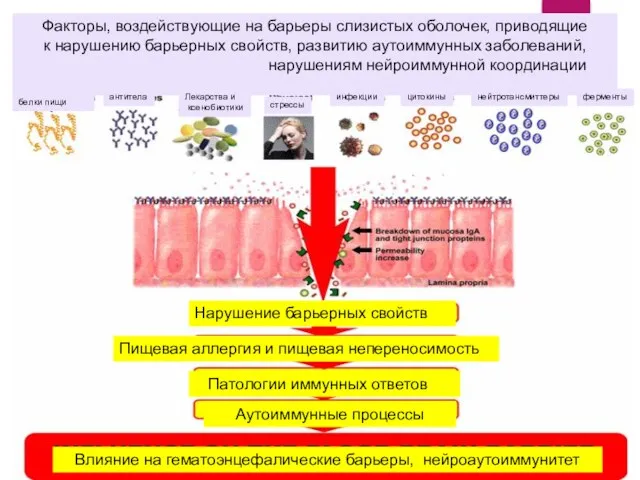 Нарушение барьерных свойств Пищевая аллергия и пищевая непереносимость Патологии иммунных ответов Аутоиммунные процессы