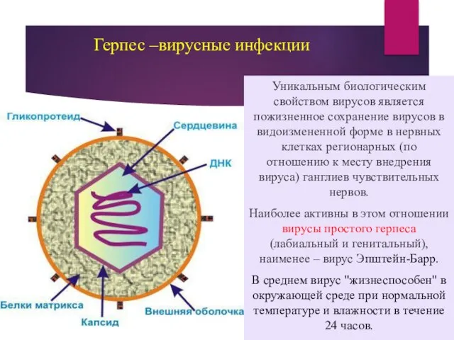 Герпес –вирусные инфекции Уникальным биологическим свойством вирусов является пожизненное сохранение вирусов в видоизмененной