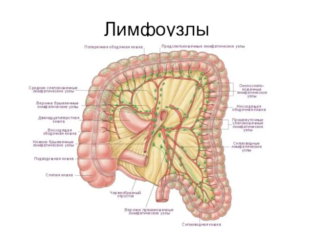 Лимфоузлы