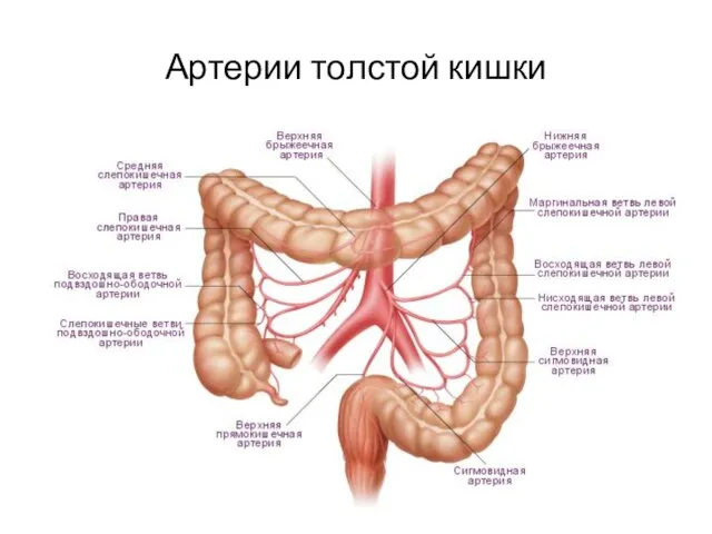 Артерии толстой кишки