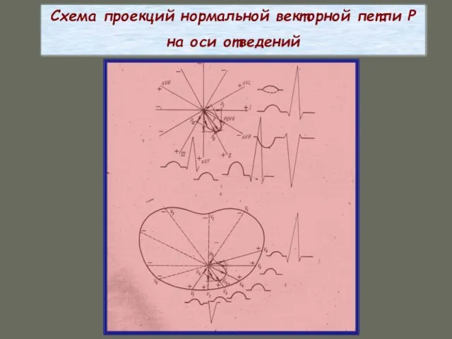 Схема проекций нормальной векторной петли Р на оси отведений