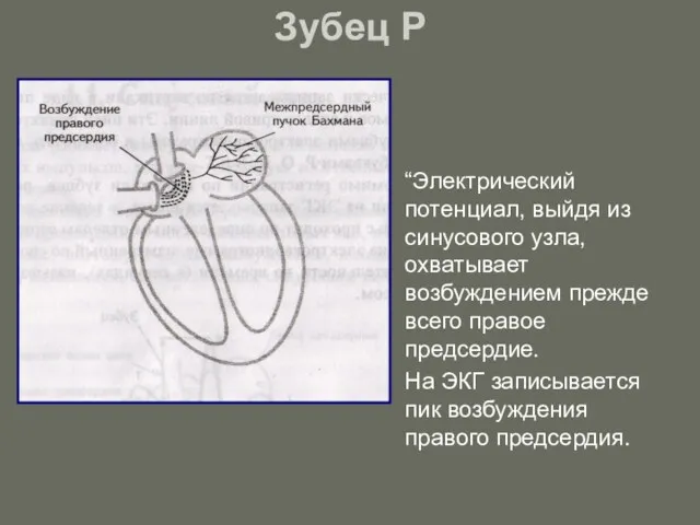 Зубец P “Электрический потенциал, выйдя из синусового узла, охватывает возбуждением