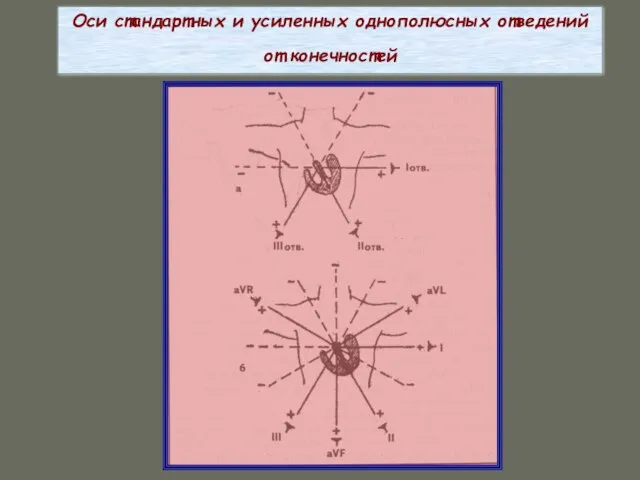 Оси стандартных и усиленных однополюсных отведений от конечностей