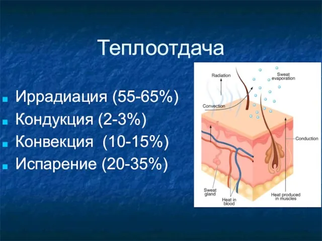 Теплоотдача Иррадиация (55-65%) Кондукция (2-3%) Конвекция (10-15%) Испарение (20-35%)