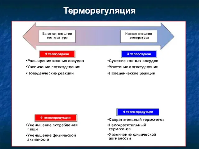 Терморегуляция Высокая внешняя температура Низкая внешняя температура ⇑ теплоотдачи ⇓