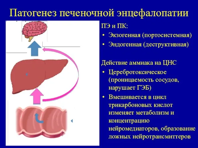 Патогенез печеночной энцефалопатии ПЭ и ПК: Экзогенная (портосистемная) Эндогенная (деструктивная)