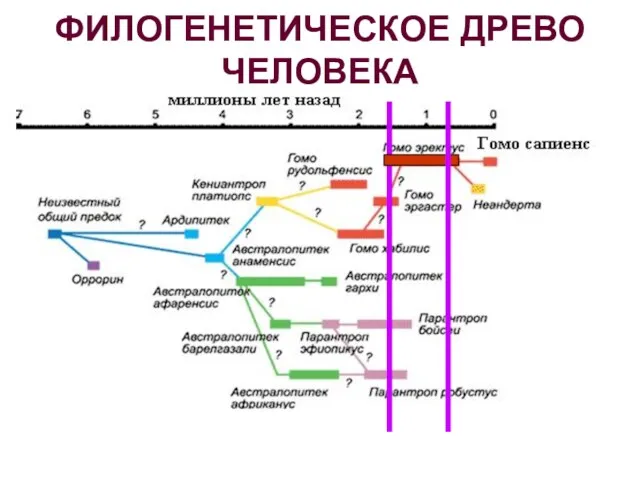 ФИЛОГЕНЕТИЧЕСКОЕ ДРЕВО ЧЕЛОВЕКА