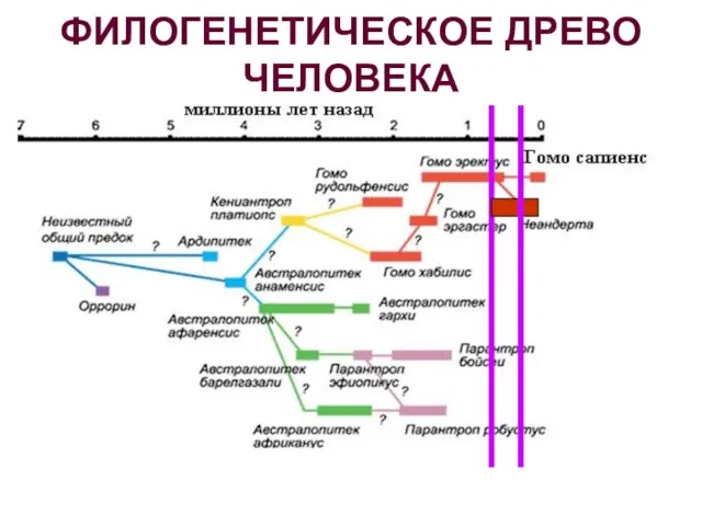 ФИЛОГЕНЕТИЧЕСКОЕ ДРЕВО ЧЕЛОВЕКА