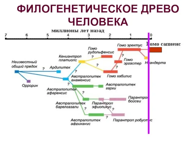 ФИЛОГЕНЕТИЧЕСКОЕ ДРЕВО ЧЕЛОВЕКА