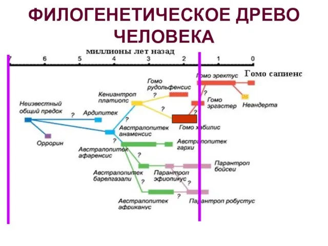 ФИЛОГЕНЕТИЧЕСКОЕ ДРЕВО ЧЕЛОВЕКА