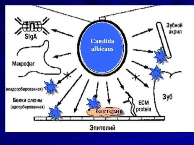 Candida albicans бактерия