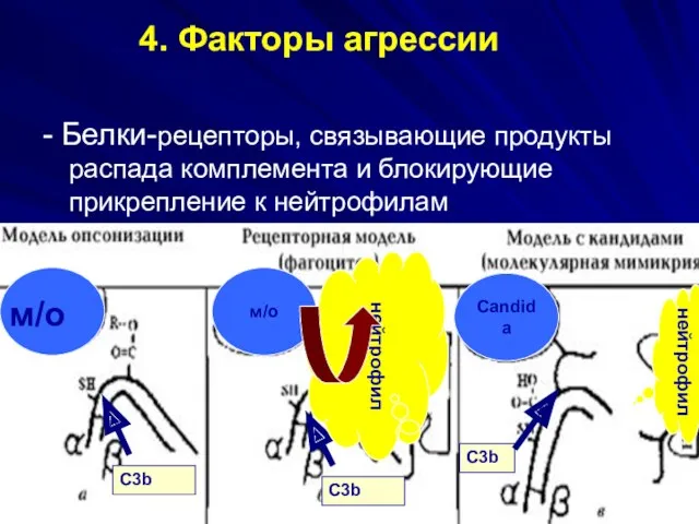 4. Факторы агрессии - Белки-рецепторы, связывающие продукты распада комплемента и