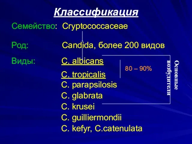 Классификация Семейство: Cryptococcaceae Род: Candida, более 200 видов Виды: C.