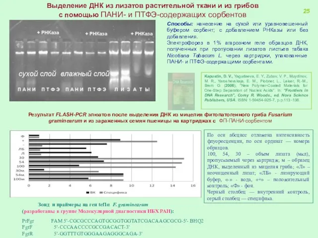 Выделение ДНК из лизатов растительной ткани и из грибов с