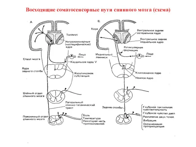Восходящие соматосенсорные пути спинного мозга (схема)