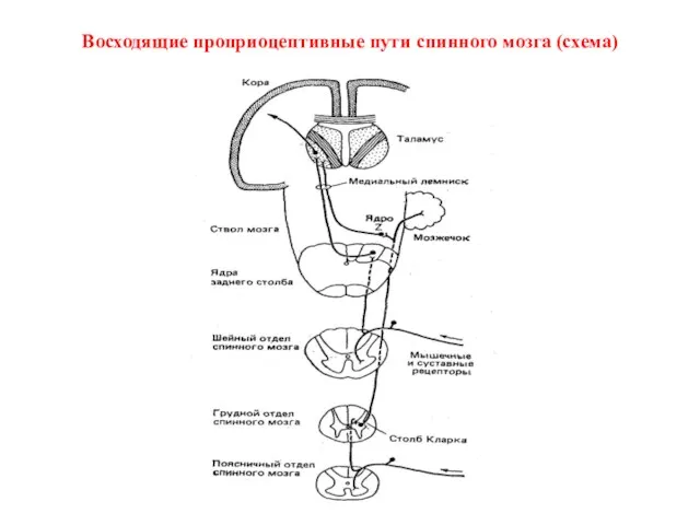 Восходящие проприоцептивные пути спинного мозга (схема)