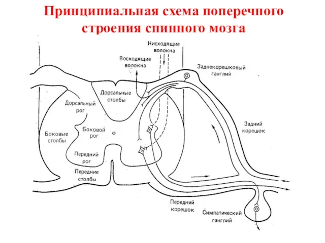 Принципиальная схема поперечного строения спинного мозга