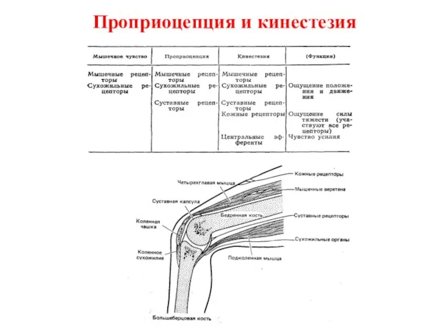 Проприоцепция и кинестезия