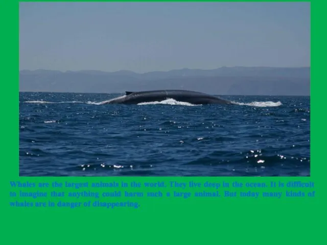 Whales are the largest animals in the world. They live