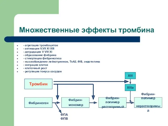 Множественные эффекты тромбина - агрегация тромбоцитов - активация V,VII XI