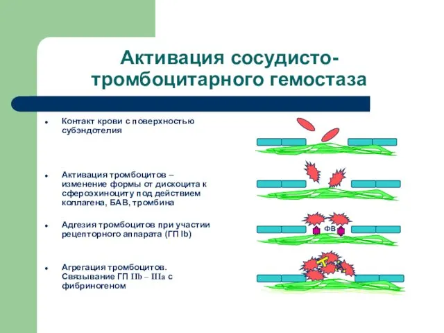 Активация сосудисто-тромбоцитарного гемостаза Контакт крови с поверхностью субэндотелия Активация тромбоцитов