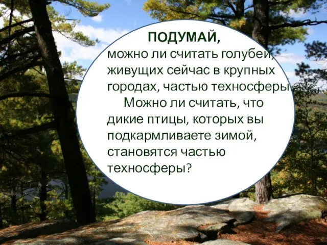 ПОДУМАЙ, можно ли считать голубей, живущих сейчас в крупных городах,