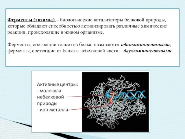 Ферменты (энзимы) – биологические катализаторы белковой природы, которые обладают способностью