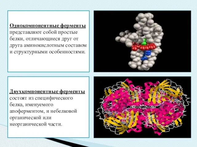 Однокомпонентные ферменты представляют собой простые белки, отличающиеся друг от друга
