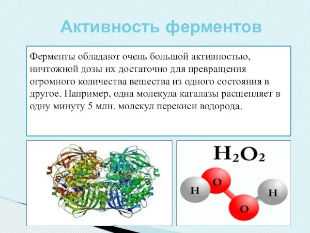 Ферменты обладают очень большой активностью, ничтожной дозы их достаточно для