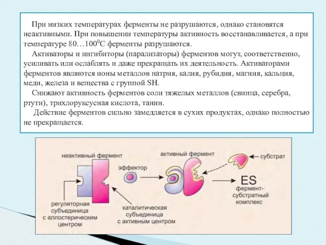 При низких температурах ферменты не разрушаются, однако становятся неактивными. При