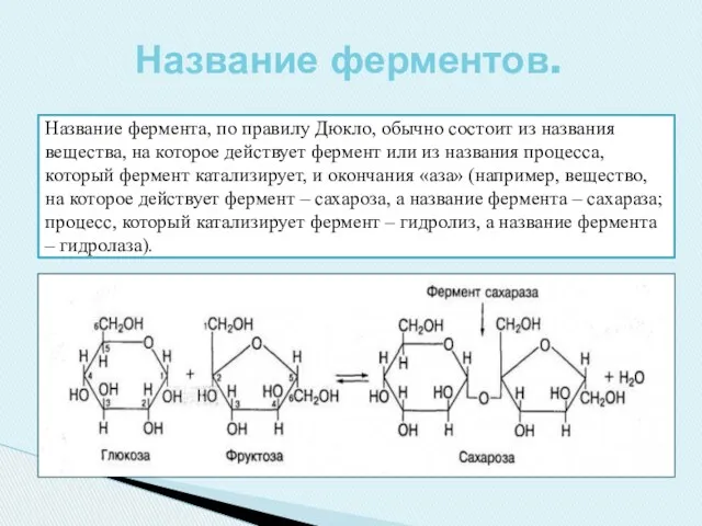 Название фермента, по правилу Дюкло, обычно состоит из названия вещества,