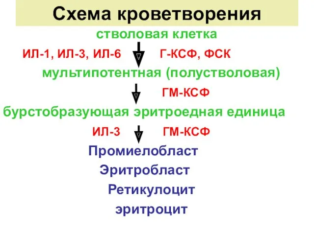 Схема кроветворения стволовая клетка ИЛ-1, ИЛ-3, ИЛ-6 Г-КСФ, ФСК мультипотентная (полустволовая) ГМ-КСФ бурстобразующая