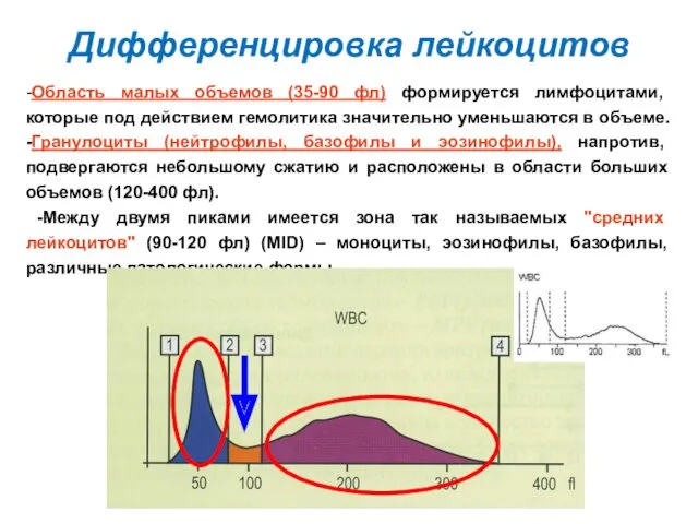 Дифференцировка лейкоцитов -Область малых объемов (35-90 фл) формируется лимфоцитами, которые