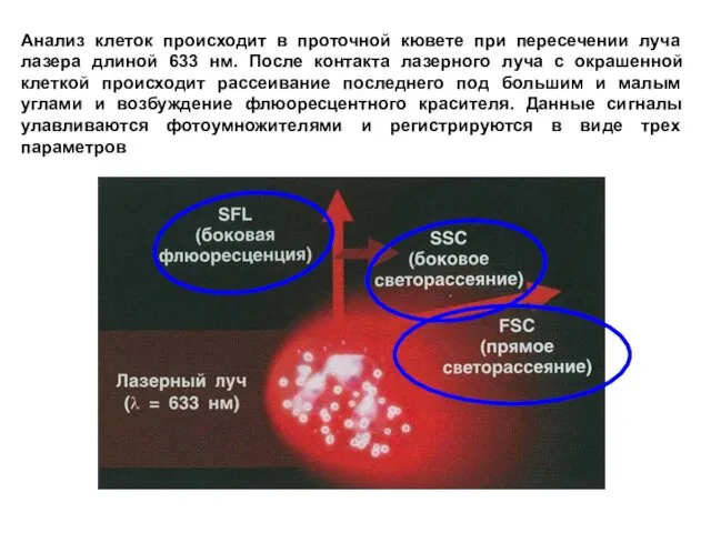 Анализ клеток происходит в проточной кювете при пересечении луча лазера