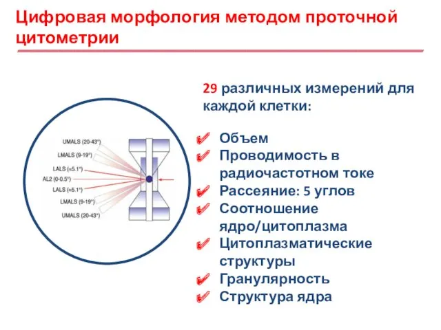 Цифровая морфология методом проточной цитометрии 29 различных измерений для каждой