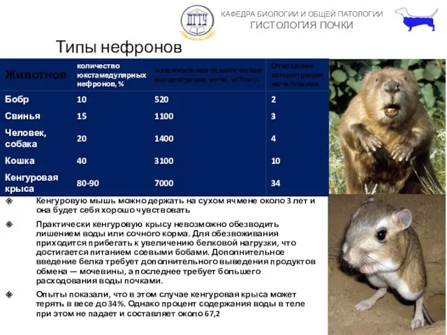 Типы нефронов Кенгуровую мышь можно держать на сухом ячмене около