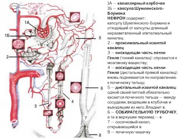 1А — капиллярный клубочек 1Б — капсула Шумлянского-Боумена НЕФРОН содержит: