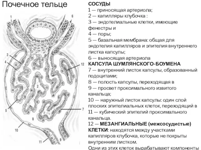 Почечное тельце СОСУДЫ 1 — приносящая артериола; 2 — капилляры