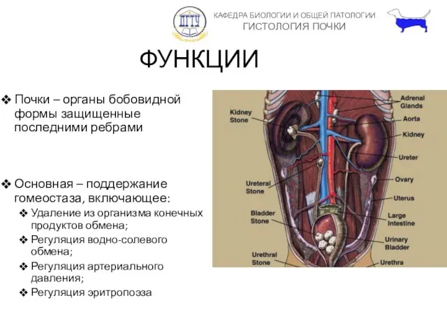 ФУНКЦИИ Почки – органы бобовидной формы защищенные последними ребрами Основная