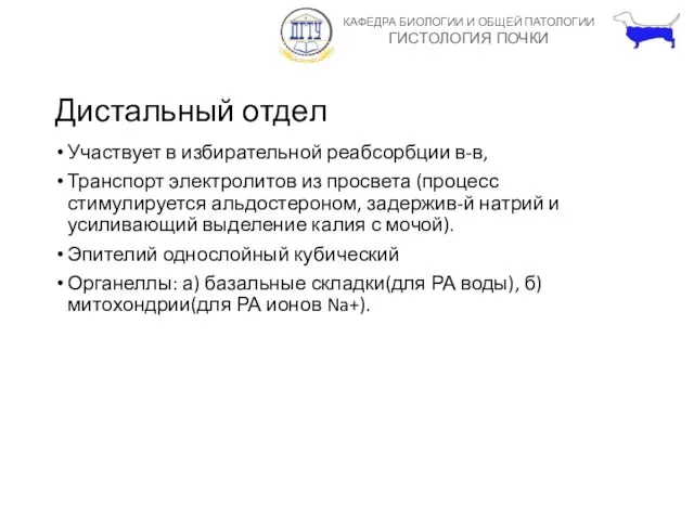 Дистальный отдел Участвует в избирательной реабсорбции в-в, Транспорт электролитов из